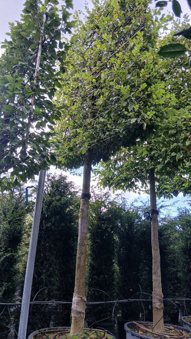 Carpinus betulus (Hornbeam)