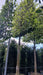 Carpinus betulus (Hornbeam)