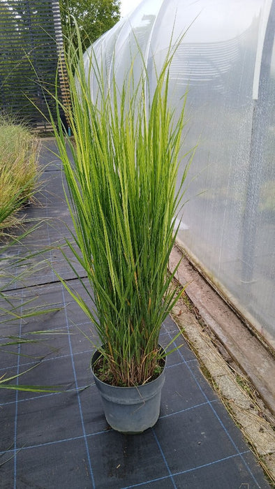 Panicum virgatum 'Northwind' (Switch Grass)