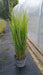 Panicum virgatum 'Northwind' (Switch Grass)