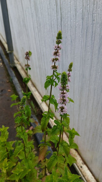 Mentha spicata (Spearmint)