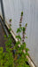Mentha spicata (Spearmint)