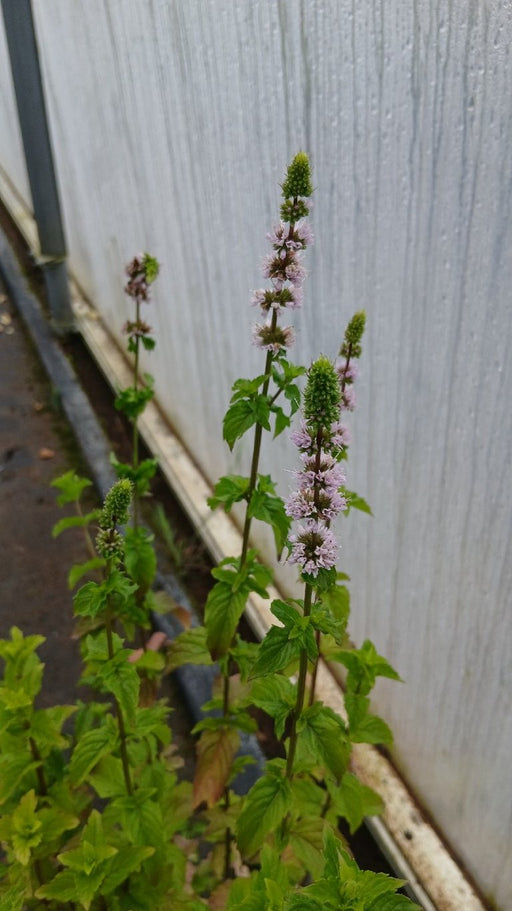 Mentha spicata (Spearmint)