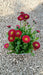 Bellis perennis 'Tasso Red'