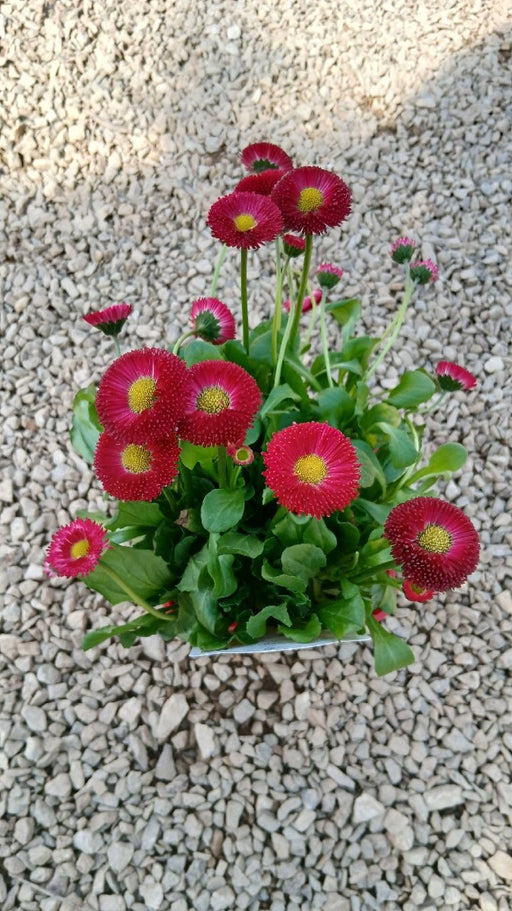 Bellis perennis 'Tasso Red'