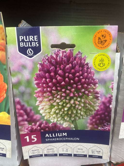 Allium sphaerocephalon (Drumstick Allium)