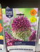Allium sphaerocephalon (Drumstick Allium)