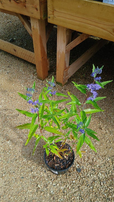 Caryopteris 'Heavenly Blue' (Bluebeard)