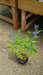 Caryopteris 'Heavenly Blue' (Bluebeard)