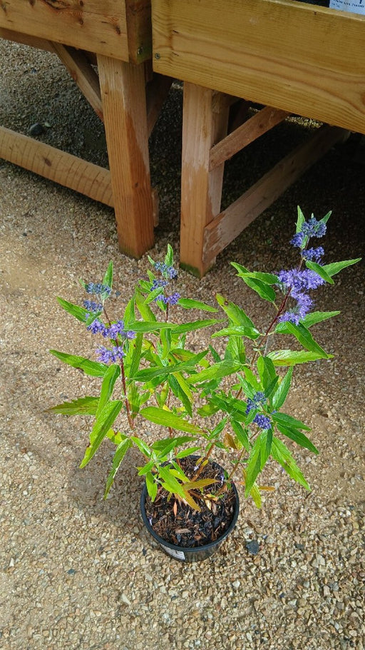 Caryopteris 'Heavenly Blue' (Bluebeard)