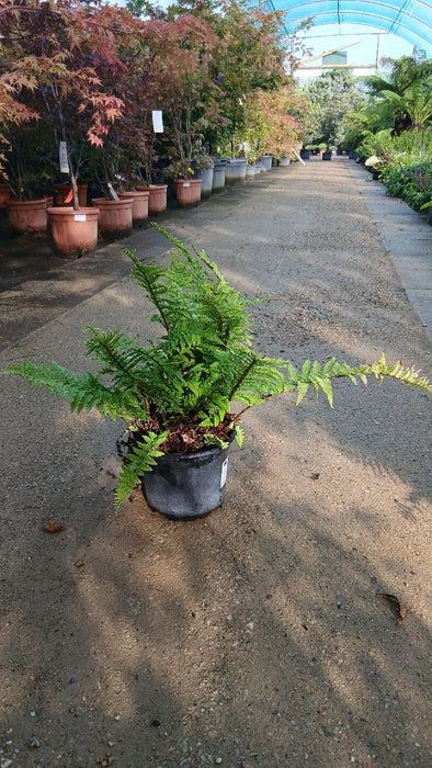 Dryopteris filix-mas (Male Fern)