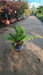Dryopteris filix-mas (Male Fern)