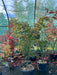 Acer pal. 'Osakazuki'