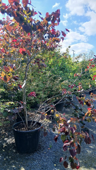 Cercis can. 'Forest Pansy'