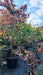 Cercis can. 'Forest Pansy'