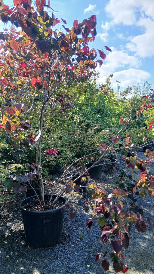 Cercis can. 'Forest Pansy'