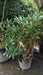 Rhododendron 'Rex'