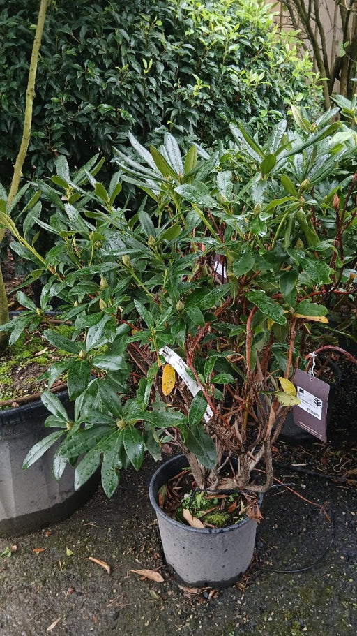 Rhododendron 'Rex'