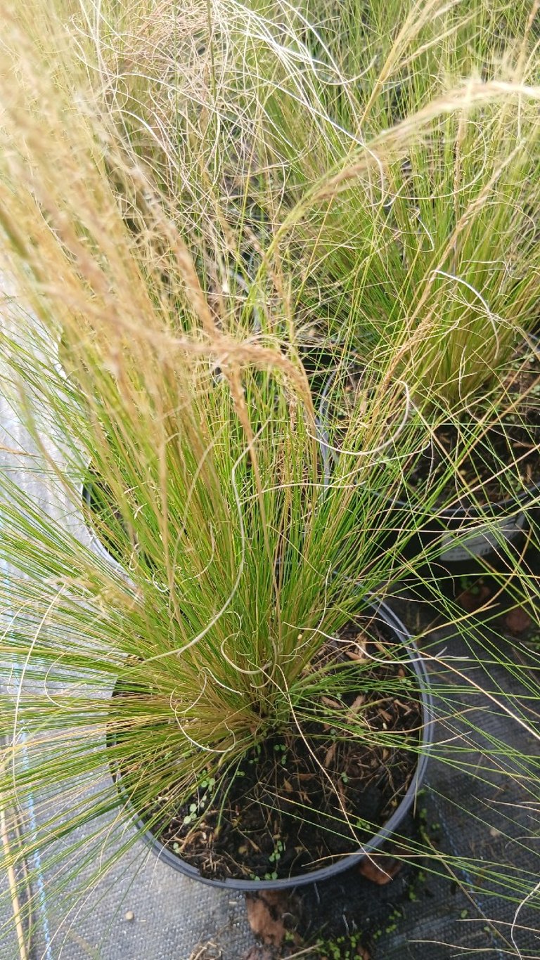 Grasses