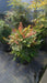 Nandina domestica 'Gulf Stream'