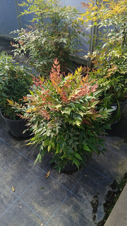 Nandina domestica 'Gulf Stream'