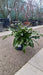 Asplenium scolopendrium (Hart's Tongue Fern)