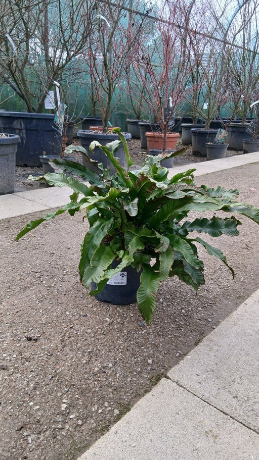 Asplenium scolopendrium (Hart's Tongue Fern)