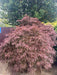 Acer pal. 'Garnet'
