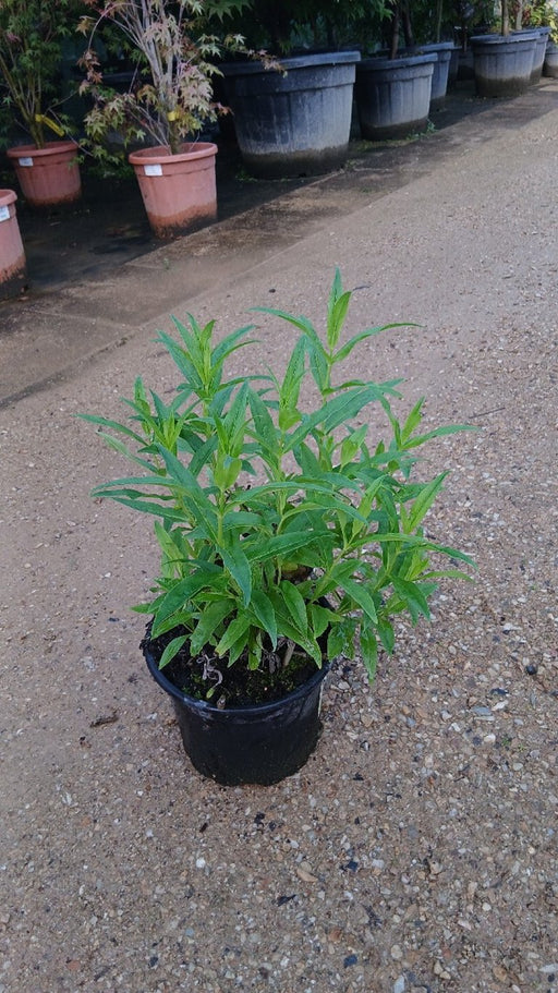 Penstemon 'White Bedder'