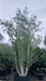 Betula utilis (Himalayan Birch)