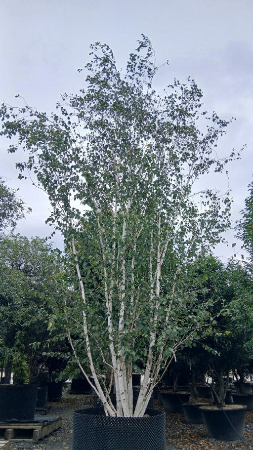 Betula utilis (Himalayan Birch)
