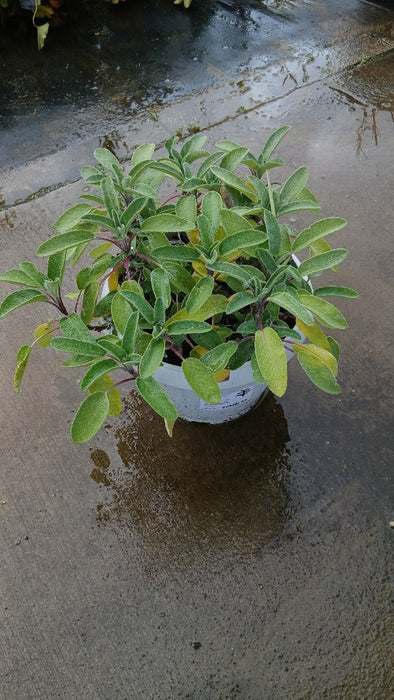Salvia officinalis (Common Sage)