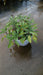 Salvia officinalis (Common Sage)