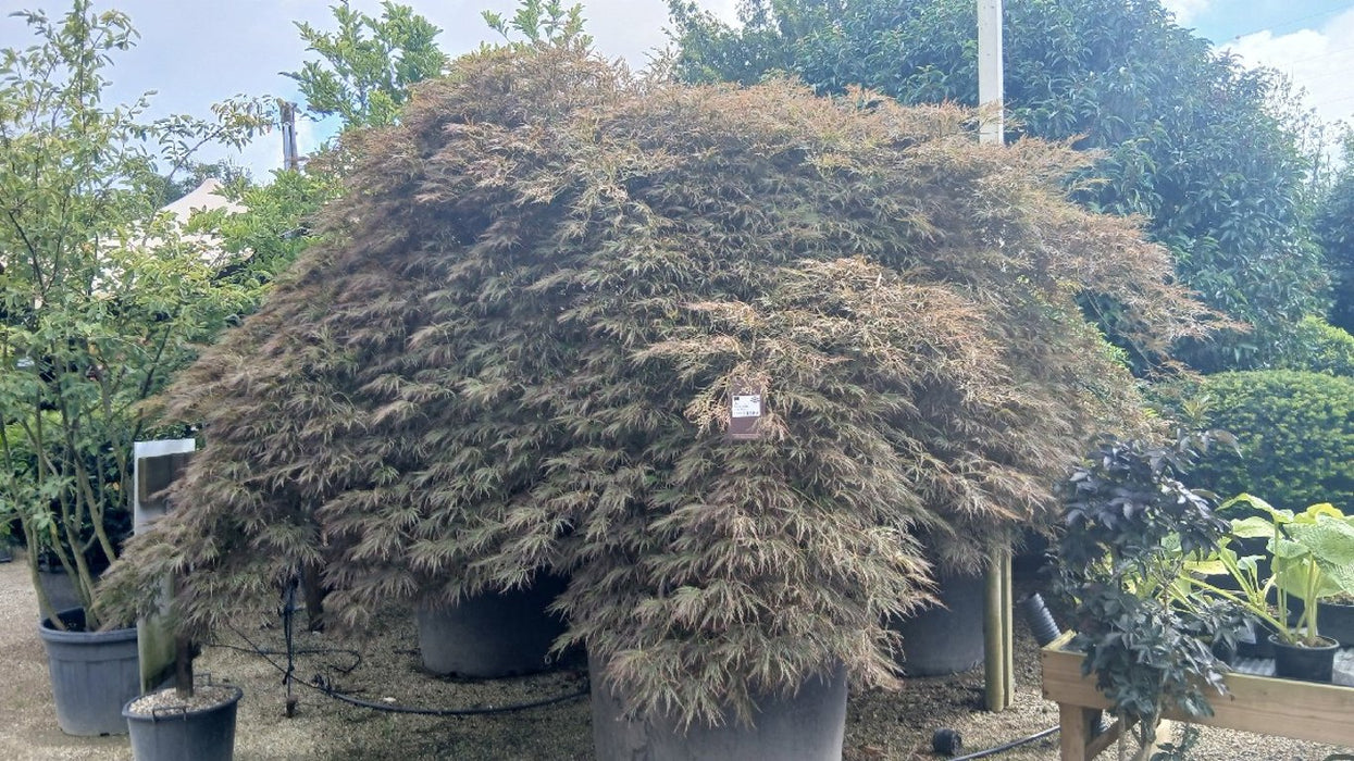 Acer palmatum 'Garnet'