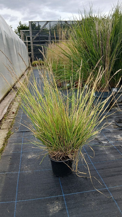 Cenchrus ciliaris (Buffel Grass)