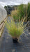 Cenchrus ciliaris (Buffel Grass)
