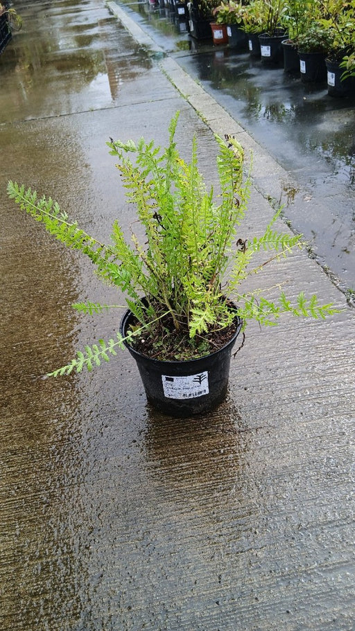 Achillea 'Cloth of Gold'