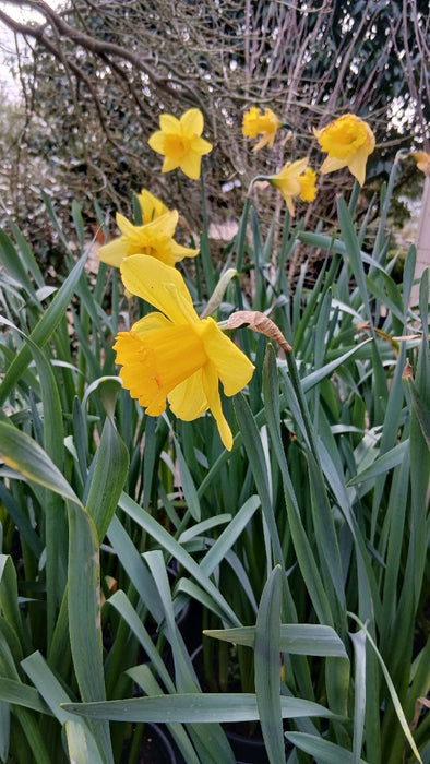 Narcissus 'Golden Trumpet'