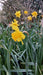 Narcissus 'Golden Trumpet'
