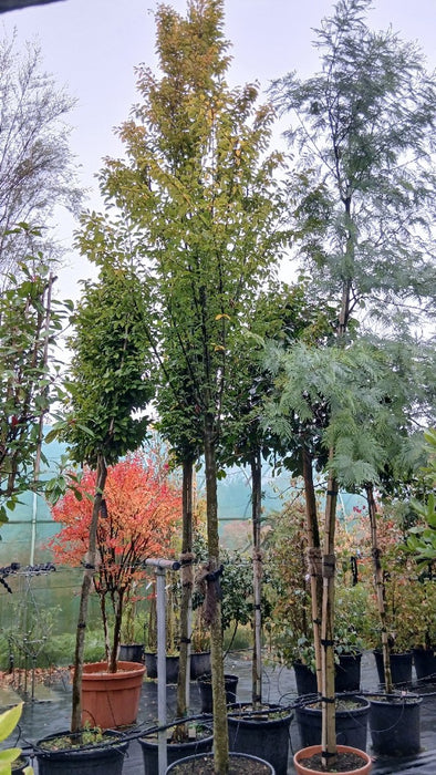 Carpinus betulus 'Fastigiata'