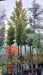 Carpinus betulus 'Fastigiata'