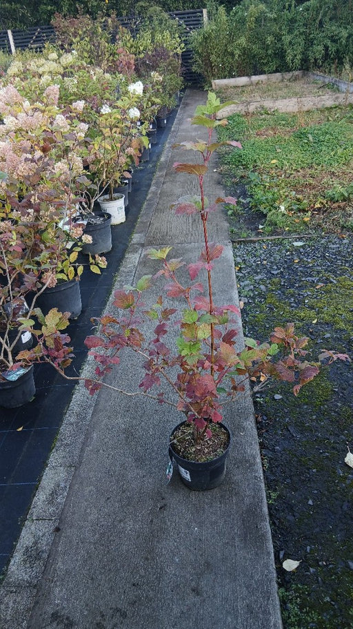 Viburnum opulus 'Roseum' (Snowball Tree)