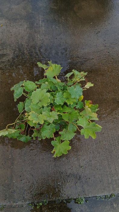 Alchemilla mollis (Lady's Mantle)