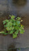 Alchemilla mollis (Lady's Mantle)