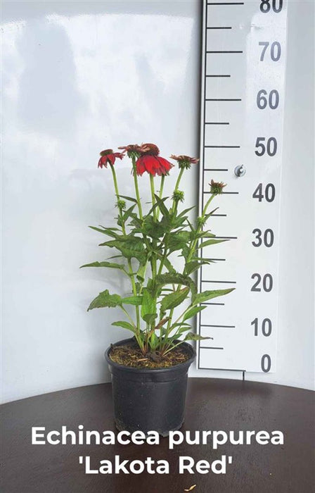 Echinacea purpurea (Coneflower)