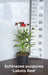 Echinacea purpurea (Coneflower)