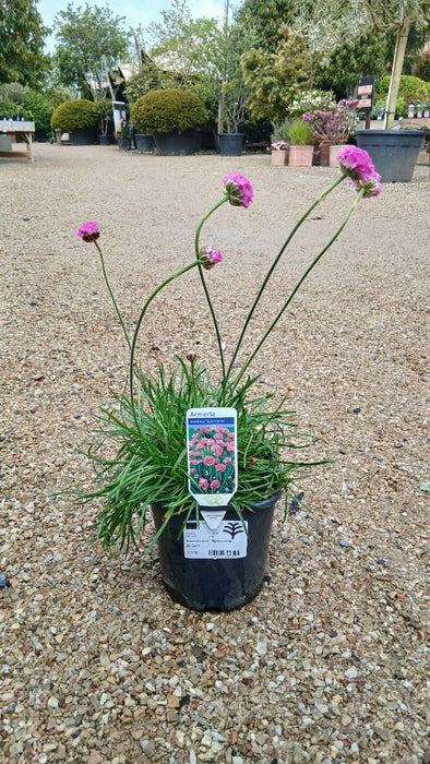 Armeria maritima 'Splendens' (Pink Thrift)