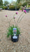 Armeria maritima 'Splendens' (Pink Thrift)