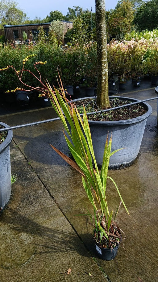 Crocosmia 'Lucifer'