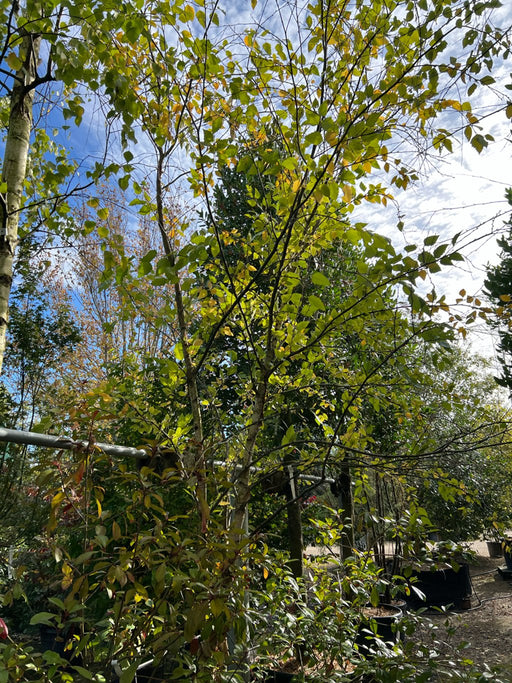 Betula nigra